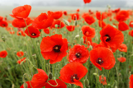 Fields of red poppies amidst green wheat crops from springの写真素材