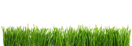 Panorama Greasy green grass cut out and isolated on white background for template and banner designの写真素材