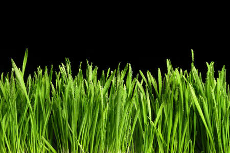 Green grass or Catnip cut out and isolated on black background for banner design and templateの写真素材