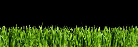 Large banner with green grass cut out and isolated on black background for template and banner designの写真素材