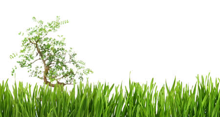 Banner with a tree in the middle of green grass, cut out and isolated on white background for template designの写真素材