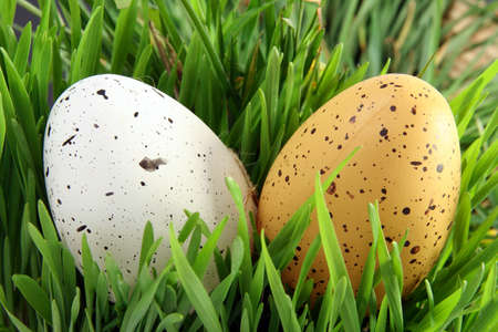 Easter celebration concept: Two close-up Easter eggs hidden in green grassの写真素材