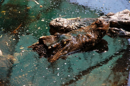crocodile の写真素材