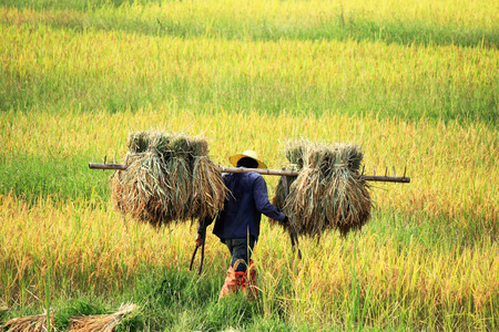 Farmers harvesting rice in paddy field  の写真素材