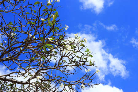 White Plumeria flowers blooming on treeの写真素材