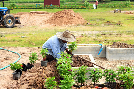 Worker  planting  flower on garden のeditorial素材