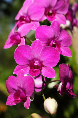 pink orchid blooming on parkの写真素材
