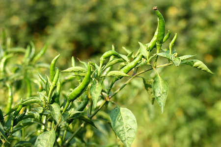 Fresh green chili on treeの写真素材