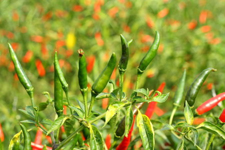 Fresh hot chili pepper on farm の写真素材