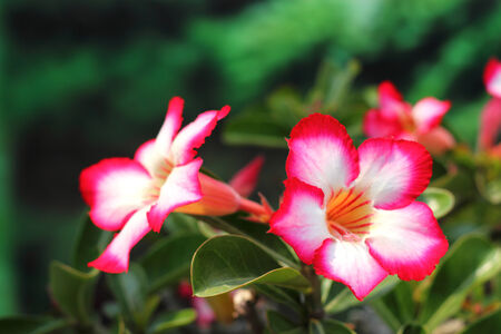 Impala lily flowers blooming  on  tree の写真素材