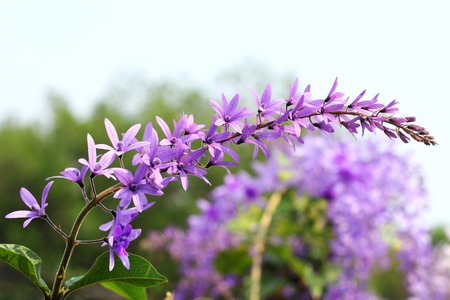 Purple wreath flower blooming on tree の写真素材
