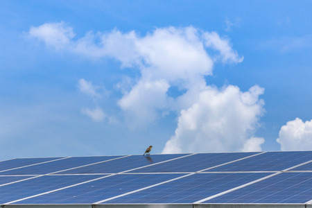 solar panel ecological  power for alternative  energyの写真素材