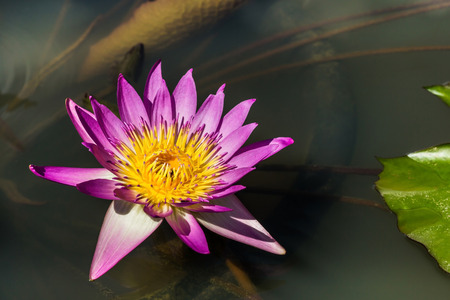 pink lotus blooming in lake on parkの写真素材