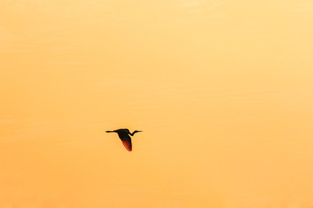 heron flying in the sky on sunsetの写真素材