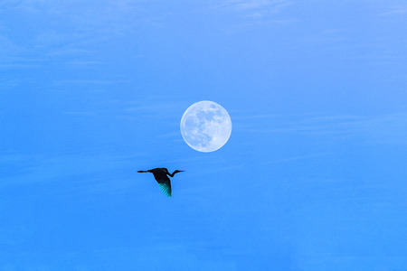 heron flying in the sky with full  moonの写真素材