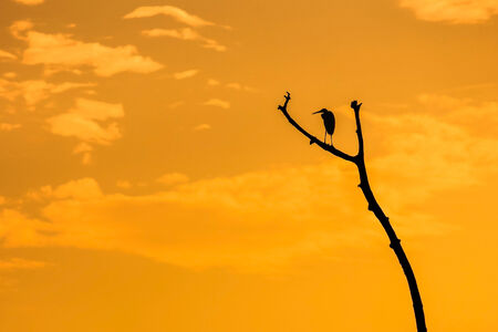 silhouette of heron standing on dead branchの写真素材