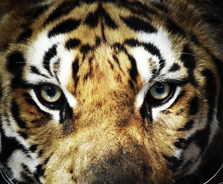 close up eye tigerの写真素材