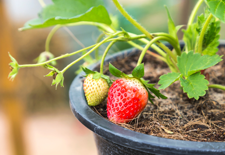 young strawberries on treeの写真素材