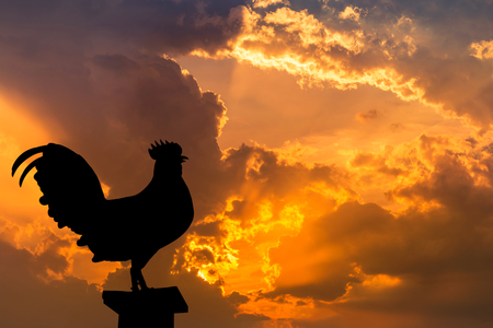 silhouette of rooster crow stand on in the morning sunrise backgroundの写真素材