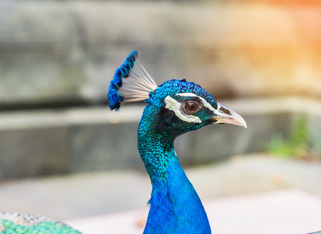 Close up head of  male peacock  standing in  natureの写真素材
