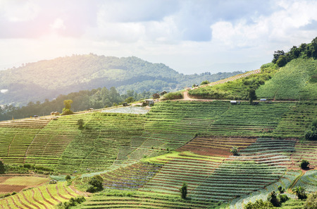 View of agriculture green terrace vegetable plantation farm in Mon Jam Chaing Mai Thailandの写真素材