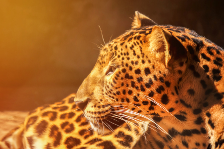 leopard panther tiger resting relaxationの写真素材