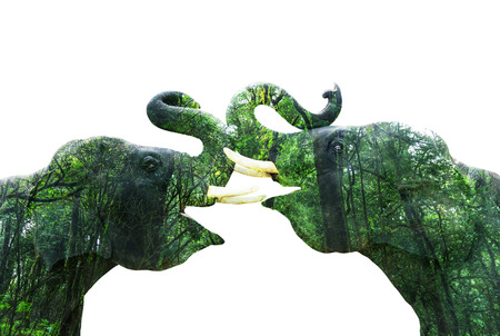 Double exposure elephants with forest