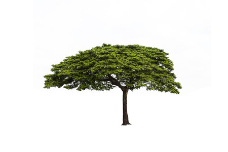 Albizia saman tree isolated on white backgroundの写真素材
