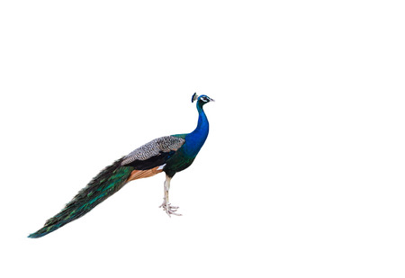 male peacock  standing isolate on white backgroundの写真素材