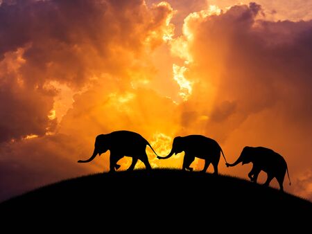silhouette black shadow elephants relationship with trunk hold family tail walking together on sunsetの写真素材