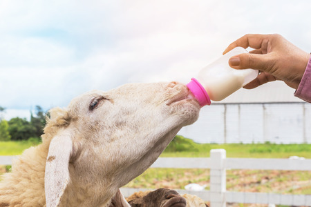 Close up woman feeding milk bottle to cute sheep in farm