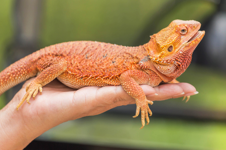 close up bearded dragon (Pogona Vitticeps ) australian lizard on hand selective soft focusの写真素材