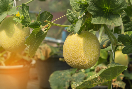 young yellow melon or japanness melon hanging on tree growing in greenhouseの写真素材