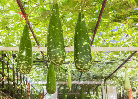 Young winter melon  fruits hanging on trees in organic farmの写真素材