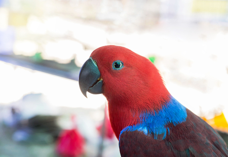 Close up female eclectus parrot (Eclectus roratus) in the cage .selective focus