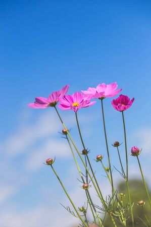close up pink cosmos flowers blooming in the field with blue sky backgroundの写真素材