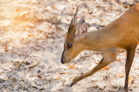 Close up young barking deer (Muntiacus muntjak) in the naturalの写真素材
