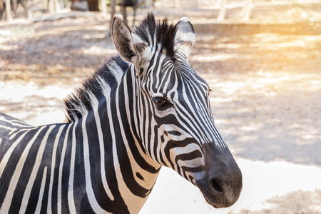 Close up head gf  plains zebra (Equus quagga) or Burchells zebra (Equus burchelli)の写真素材