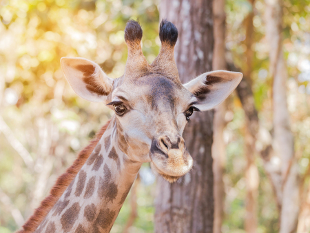 Close up young  head face of Giraffe (Giraffa camelopardalis )の写真素材