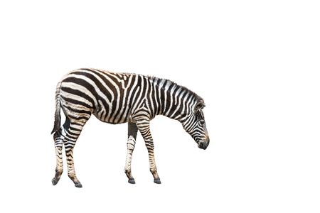 plains zebra (Equus quagga) or Burchells zebra (Equus burchelli) standing isolated on white backgroundの写真素材