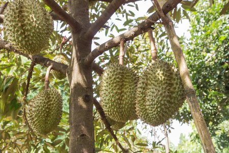 Fresh Durian (Durio zibethinus) king of tropical fruits hanging on brunch tree in the gardenの写真素材