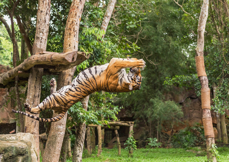 Tiger hungry in action jumping somersault  backward  catch to bait food in the airの写真素材