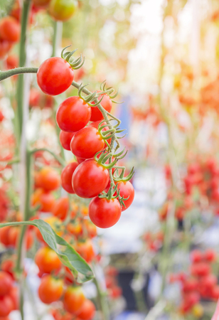 Close up red cherry tomatoes hang on trees growing in organic farmの写真素材