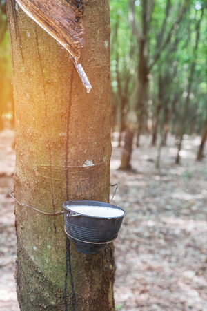 Natural milky rubber latex trapped from rubber tree in bowlの写真素材