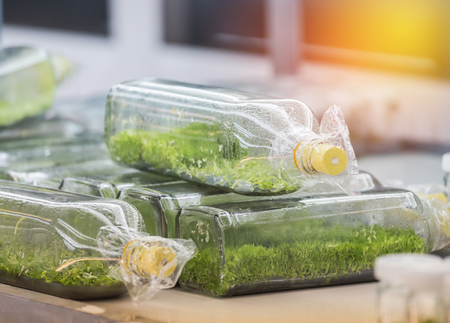 Close up orchid plants tissue culture botanic nursery growing in bottle on shelf at laboratory