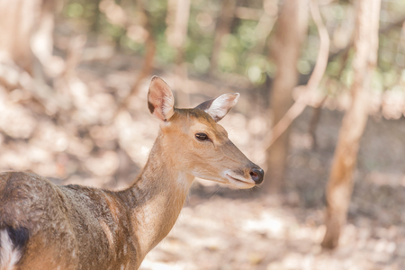 close up young sika deers or spotted deers or Japanese deers (Cervus nippon) wild animal resting in naturalの写真素材