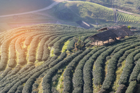 Sunrise in the morning with white fog at rows of green terraced tea plantation with old huts on highland in the north of Thailandの写真素材