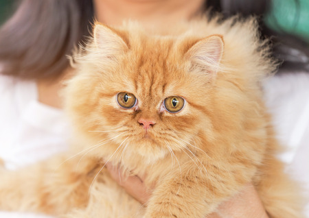 close up brown persian cat looking stare in embrace womanの写真素材