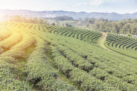 Rows of green terraced 101 tea plantation on highland at Doi Mae Salong, Chiang Rai, Thailand in the morning.のeditorial素材