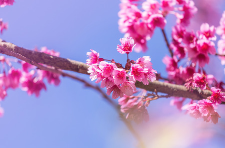 Close up pink Sakura flowers or Cherry blossom blooming on tree in springtime with blue skyの写真素材